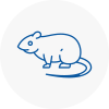 Rat Control Mountain Ash