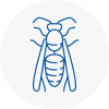 Mountain Ash Wasp Nest Removal